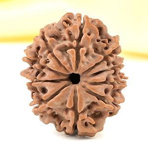 10 Mukhi from Nepal Small - CDXLII