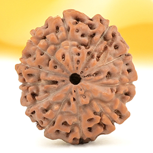 Collector 11 Mukhi from Java Indonesia - CXIV