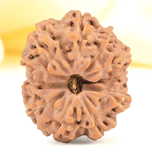 Collector 11 Mukhi from Java Indonesia - CXV