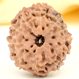 Collector 11 Mukhi from Java Indonesia - CXVI