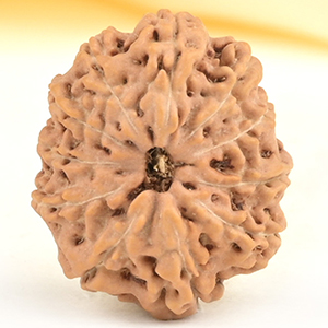 Collector 11 Mukhi from Java Indonesia - CXVII