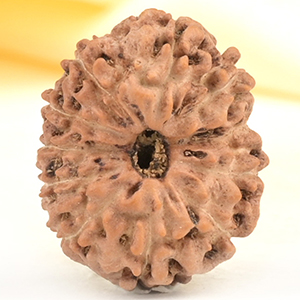 Collector 11 Mukhi from Java Indonesia - CXVIII