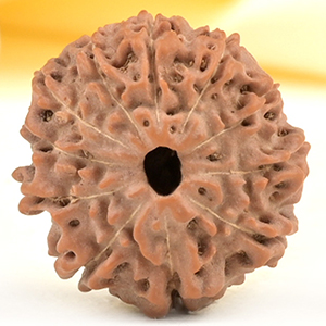 Collector 11 Mukhi from Java Indonesia - CXIX