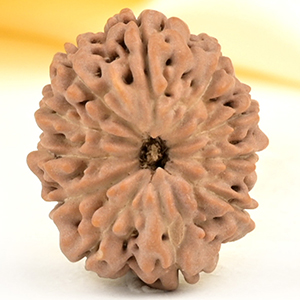 Collector 11 Mukhi from Java Indonesia - CXX