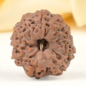 Collector 11 Mukhi from Java Indonesia - CXXI