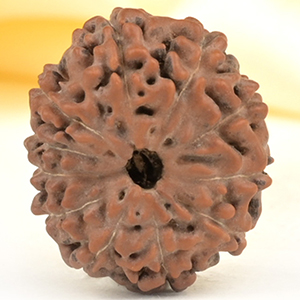 Collector 11 Mukhi from Java Indonesia - CXXII