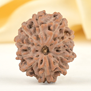 Collector 11 Mukhi from Java Indonesia - CXXIII