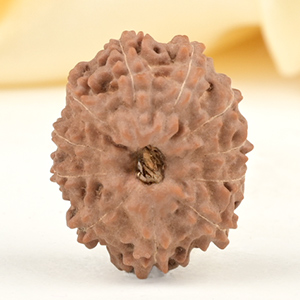 Collector 11 Mukhi from Java Indonesia - CXXIV