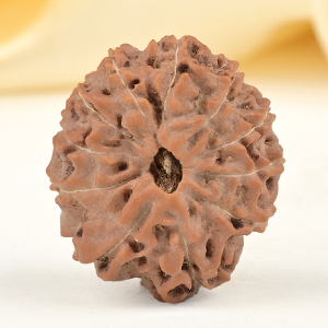 Collector 11 Mukhi from Java Indonesia - CXXV