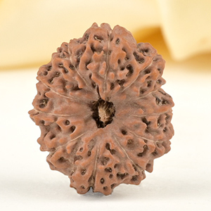 Collector 11 Mukhi from Java Indonesia - CXXVI