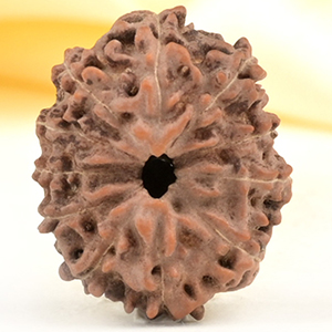 Collector 11 Mukhi from Java Indonesia - CXXVII