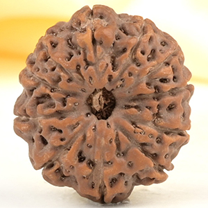 Collector 11 Mukhi from Java Indonesia - CXXIX