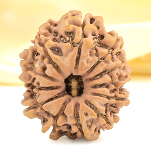 12 Mukhi from Nepal Small - CDXXXII