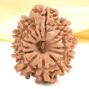 12 Mukhi from Nepal Small - CDXXXIII