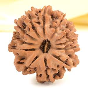 12 Mukhi from Nepal Small - CDXXXIV