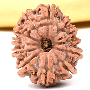 12 Mukhi from Nepal Small - CDXXXVI