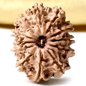 12 Mukhi from Nepal Small - CDXXXVII