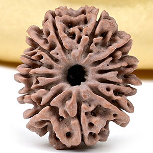 12 Mukhi from Nepal Small - CDXL