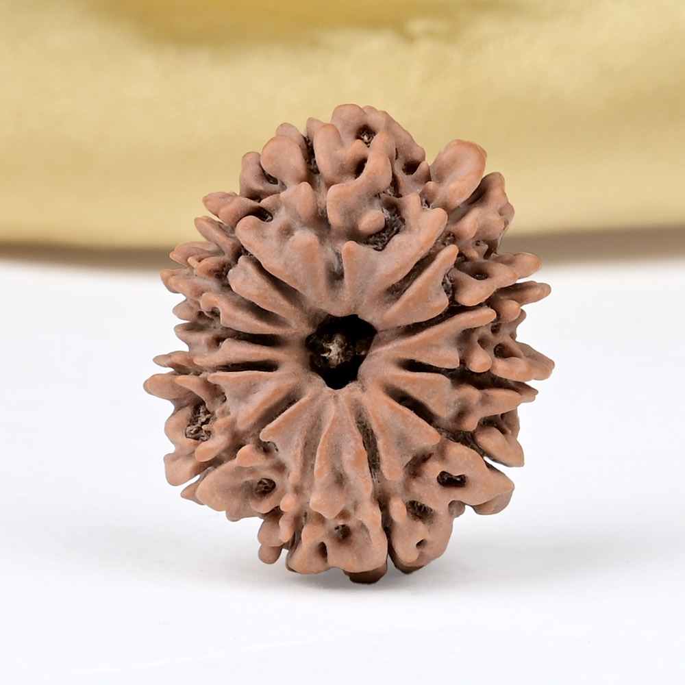 12 Mukhi from Nepal Small - CDXLI