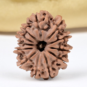 12 Mukhi from Nepal Small - CDXLI