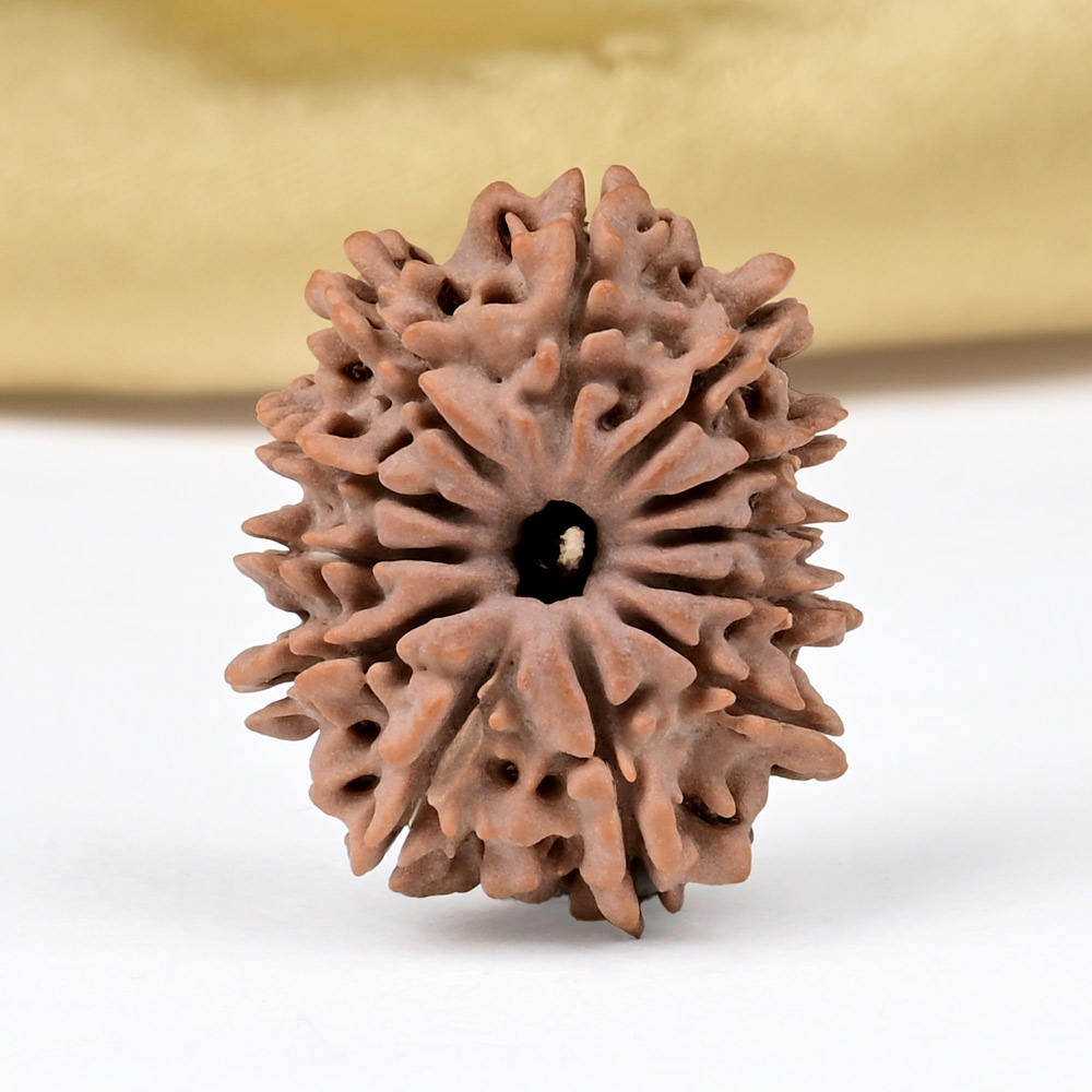 12 Mukhi from Nepal Small - CDXLII