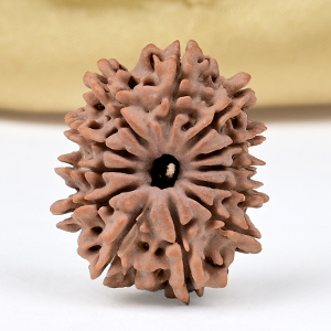 12 Mukhi from Nepal Small - CDXLII