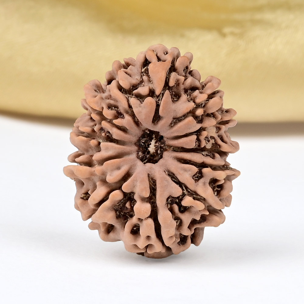 12 Mukhi from Nepal Small - CDXLIII