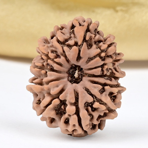 12 Mukhi from Nepal Small - CDXLIII