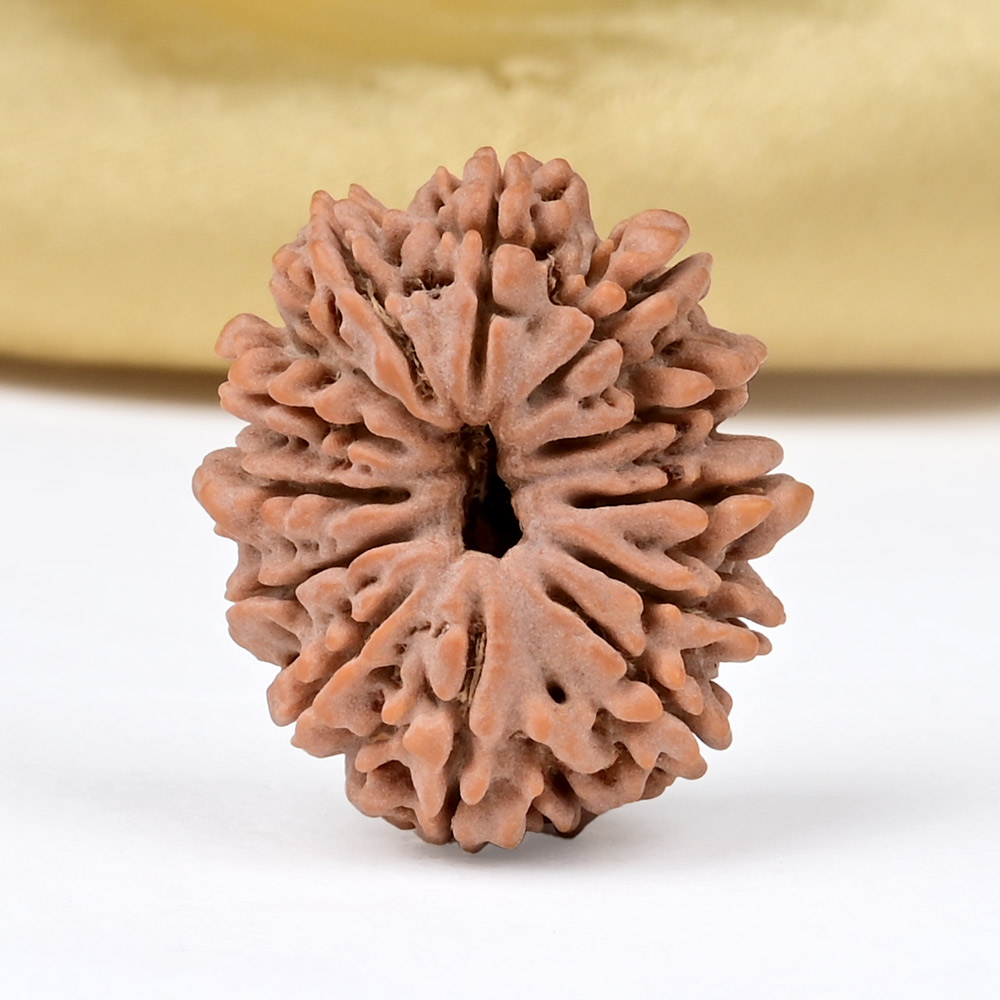 12 Mukhi from Nepal Small - CDXLIV