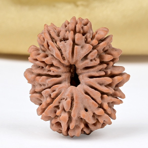 12 Mukhi from Nepal Small - CDXLIV