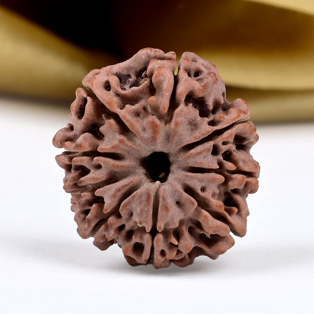 9 Mukhi from Nepal Small - DCCLXXI