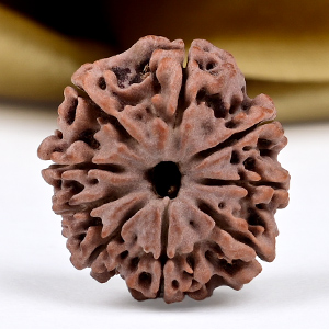 9 Mukhi from Nepal Small - DCCLXXI