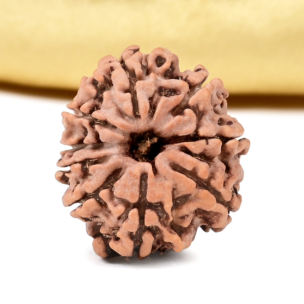 9 Mukhi from Nepal Small - DCCLXXIII