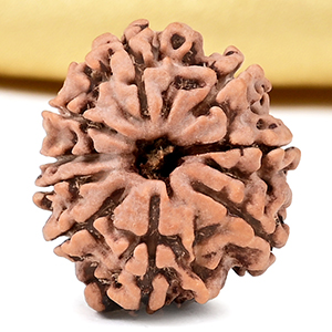 9 Mukhi from Nepal Small - DCCLXXIII