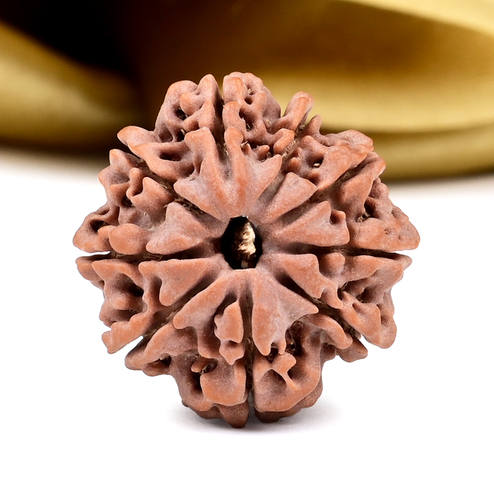 9 Mukhi from Nepal Small - DCCLXXIV