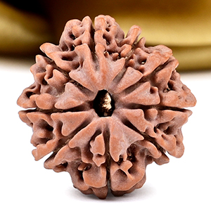 9 Mukhi from Nepal Small - DCCLXXIV