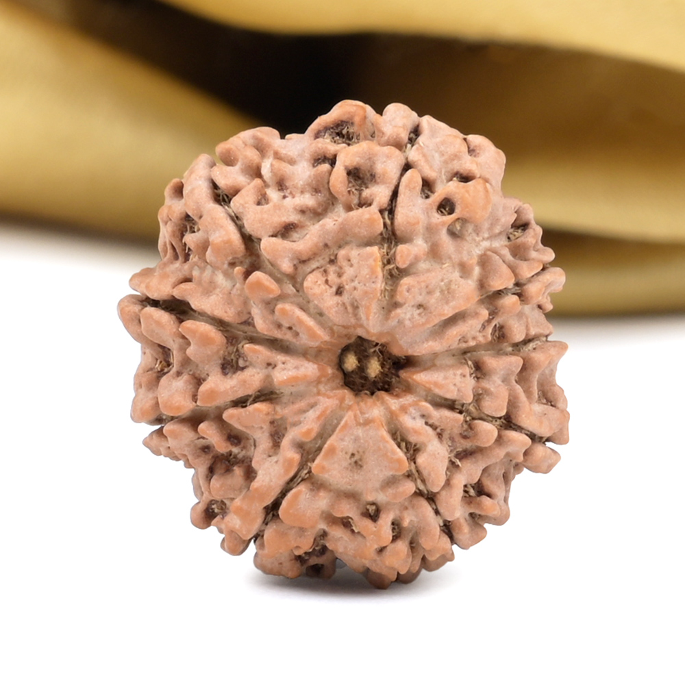 9 Mukhi from Nepal - DCLXV