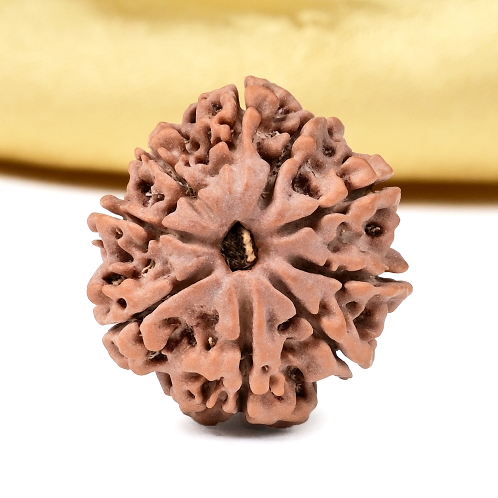 9 Mukhi from Nepal - DCLXVI