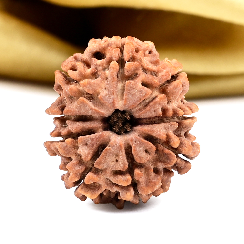 9 Mukhi from Nepal - DCLXVII