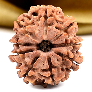 9 Mukhi from Nepal - DCLXVII