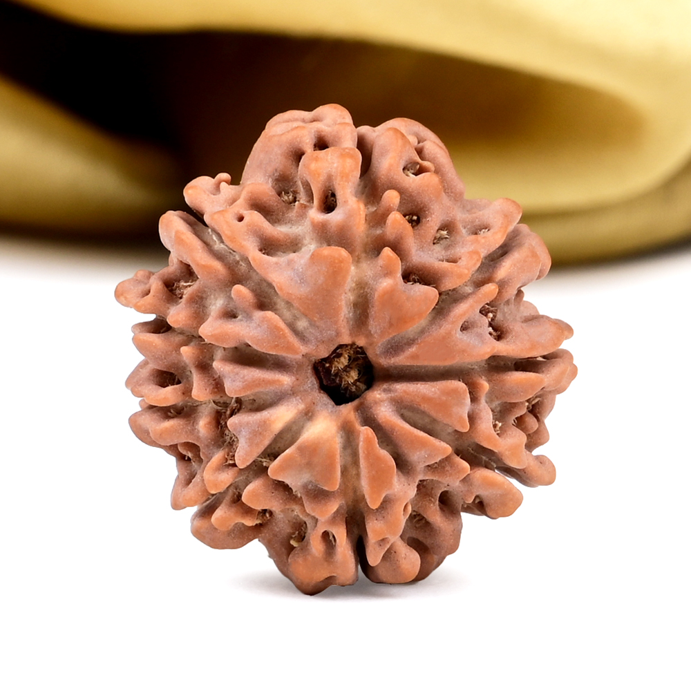 9 Mukhi from Nepal - DCLXVIII