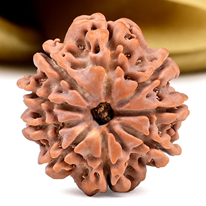 9 Mukhi from Nepal - DCLXVIII