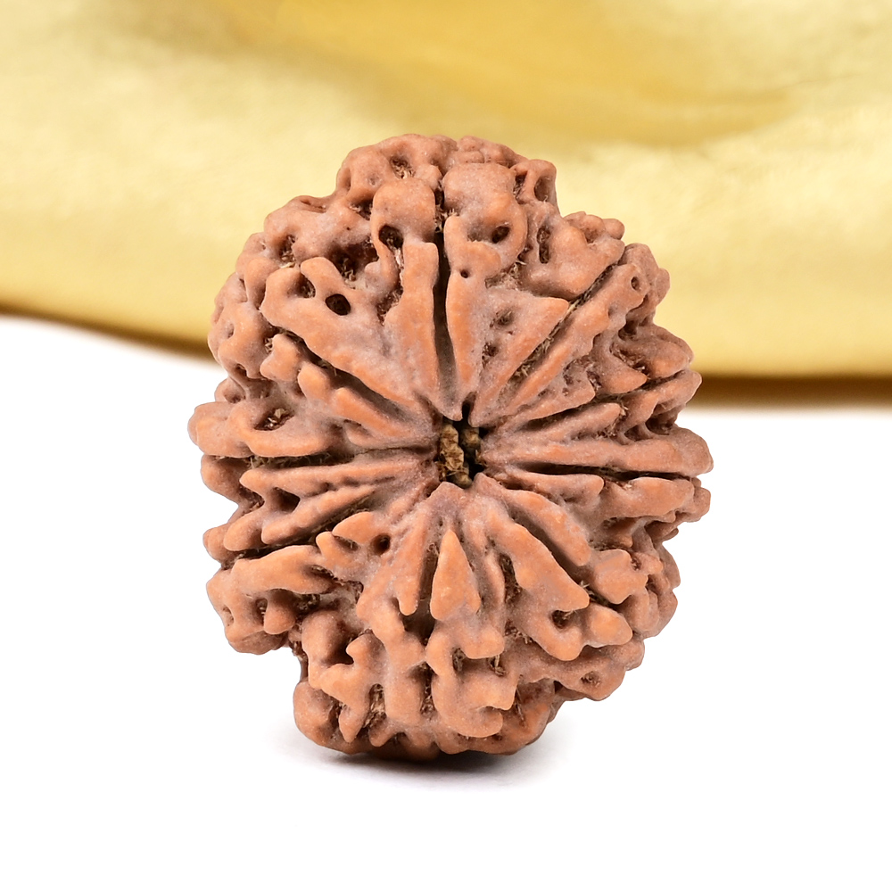 Collector 9 Mukhi from Nepal - CCXXVI