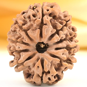 10 Mukhi from Nepal Small - CDXLVI