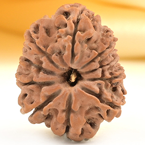 10 Mukhi from Nepal Small - CDXLIX