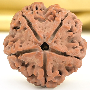 Collector 5 Mukhi from Nepal - DLXXXV