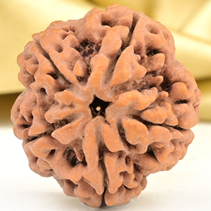 Collector 5 Mukhi from Nepal