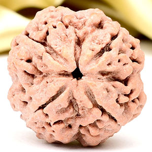 Collector 4 Mukhi from Nepal - DLIX