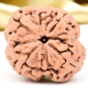 Collector 4 Mukhi from Nepal - DLX