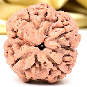 Collector 4 Mukhi from Nepal - DLXII